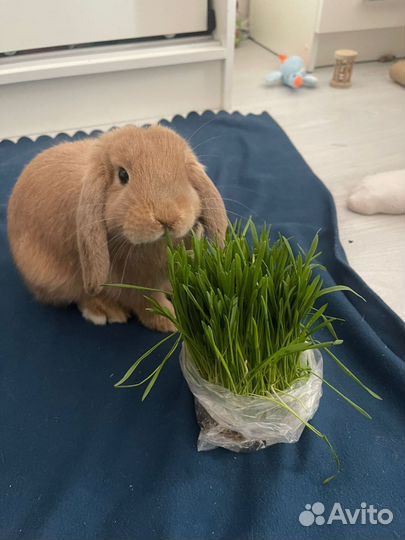 Грызуны пушистые и ушастые