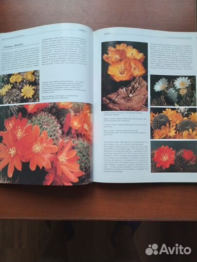 Кактусы, цветы, садоводство, биология, ботаника