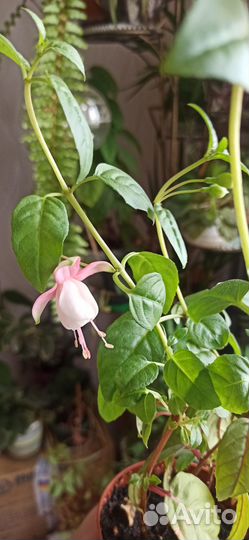 Фуксия бело-розовая