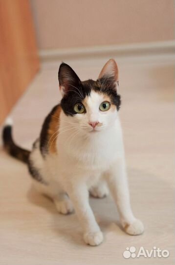 Кошка Люсси 1 год