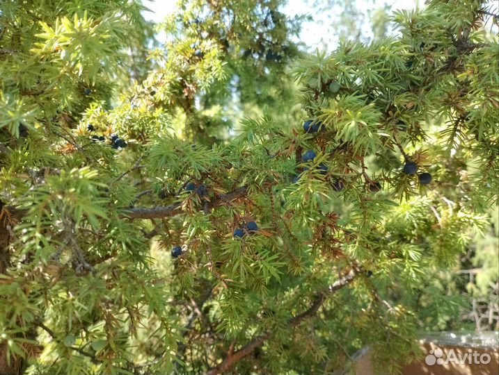 Можжевельник