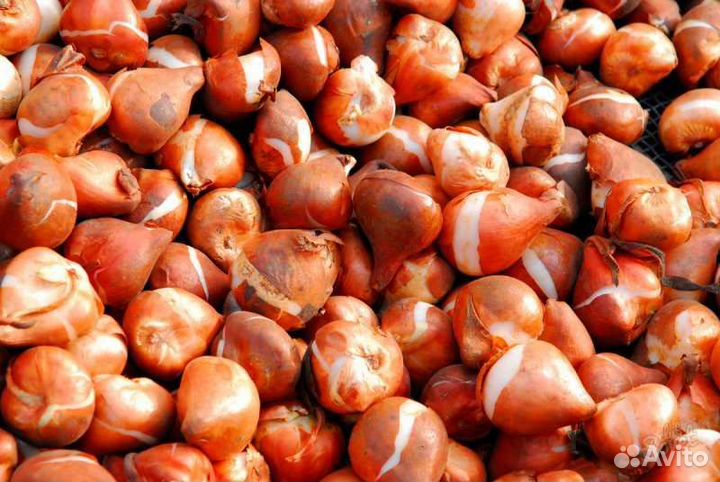 Луковицы тюльпанов