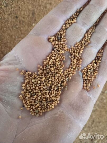 Горчица жёлтая