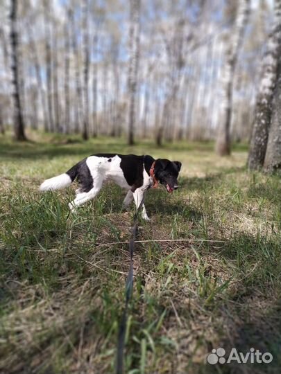 Взрослый пёс в добрые руки