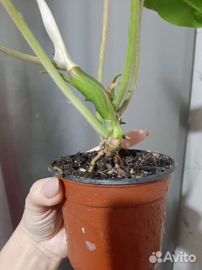 Монстера тайское созвездие