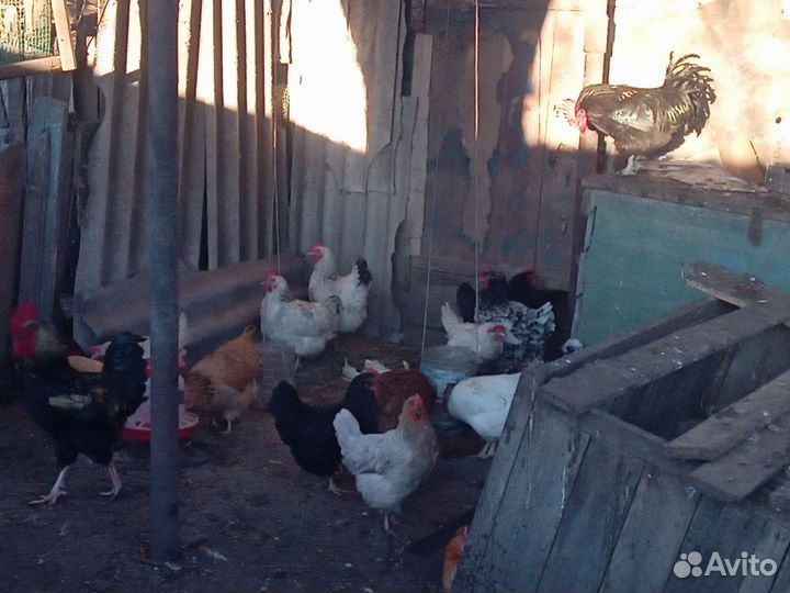 Яйца разных пород кур на еду инкубацию