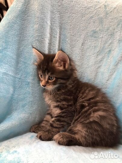 Котята мэйн кун