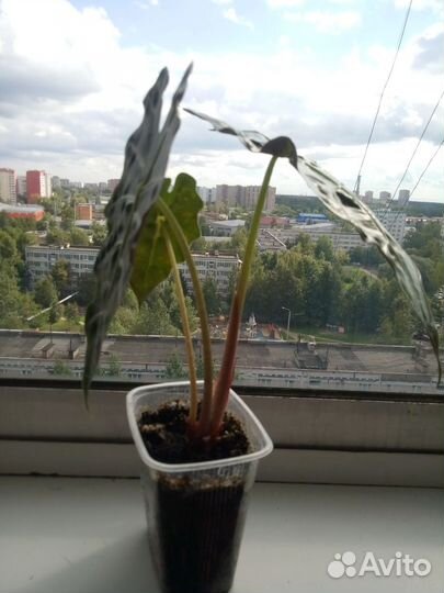 Комнатное растение Алоказия Полли