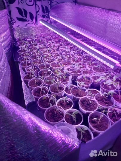 Рассада помидор