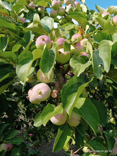 Дача 20 м² на участке 6 сот.