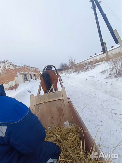 Кобыла ручная