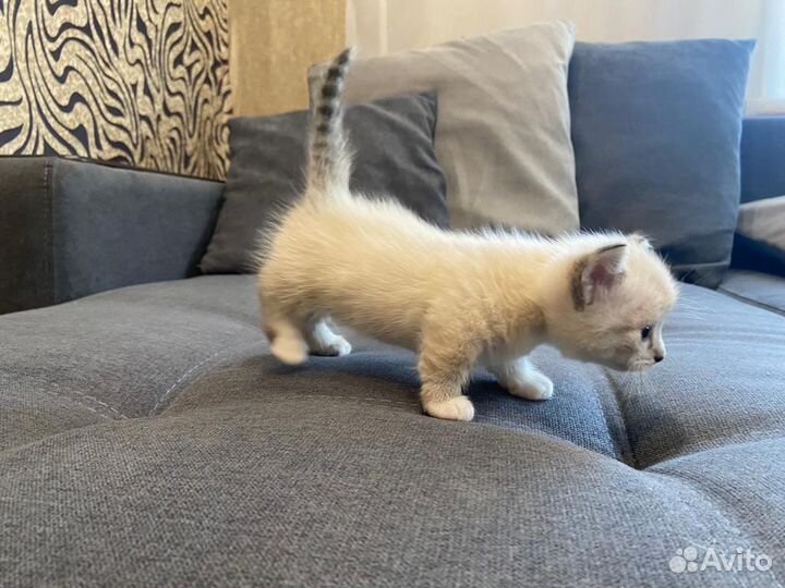 Котята манчкин