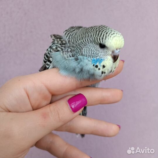 Выставочный попугай чех