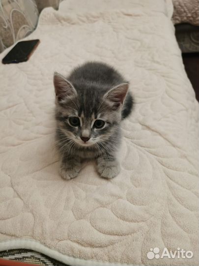 Котята турецкой ангоры
