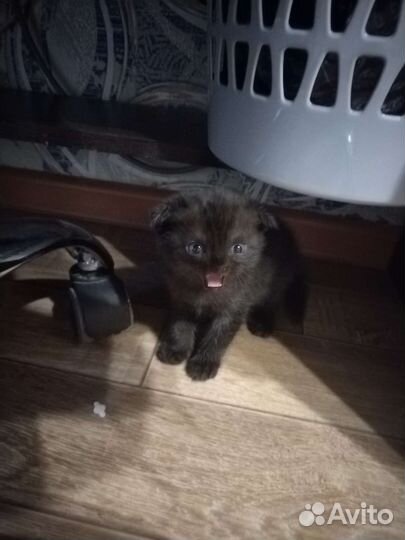 Шотландские котята