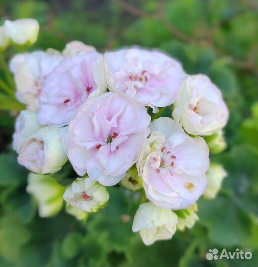 Пеларгонии сортовые