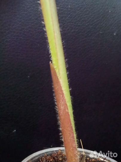 Ктенанта Сетоза