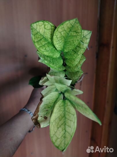 Замиокулькас zamiifolia Cameleon