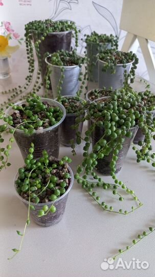 Комнатные растения