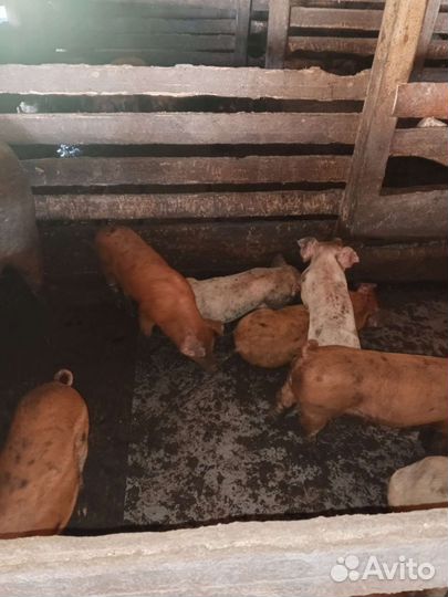 Поросята ландрас дюрок