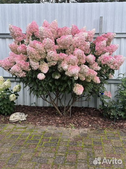 Гортензия метельчатая Ванила фрайз