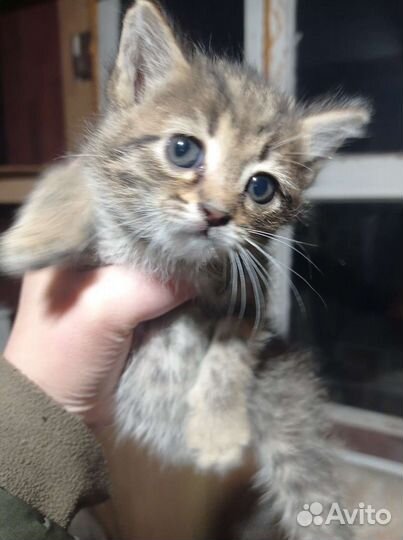 В добрые руки