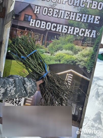 Розы окс