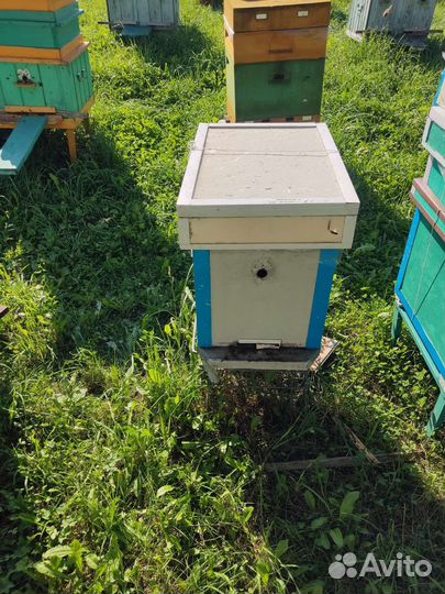 Пчелы и улья