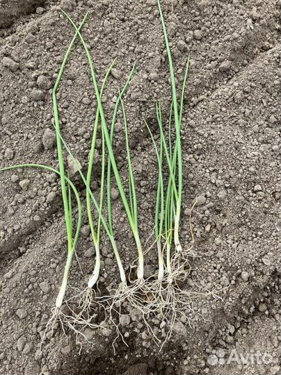 Рассада лука Эксибишен