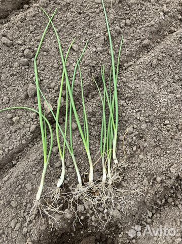 Рассада лука Эксибишен