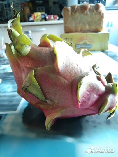 Питахайя саженцы