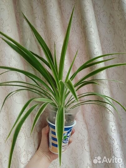 Хлорофитум