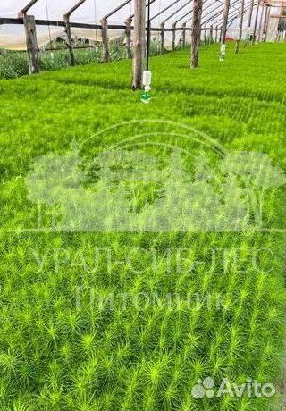 Лиственница Сибирская зкс сеянцы для лесовосстанов