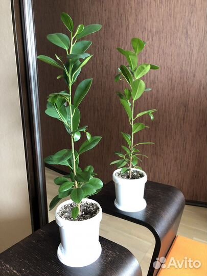 Фикус мокламе
