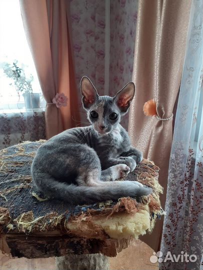 Донской сфинкс котята