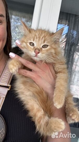 Рыжая кошечка в семью