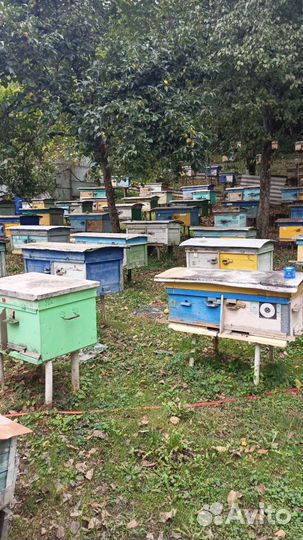 Помошник пчеловода