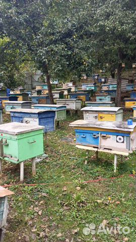 Помошник пчеловода