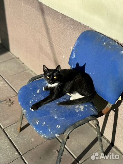 Спасите котика