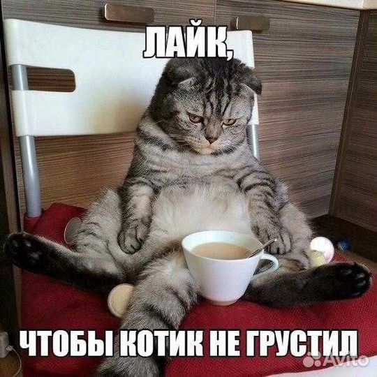 Передержка домашних питомцев