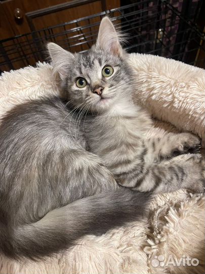 Пушистый котенок девочка