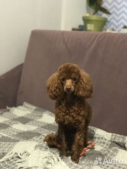 Передержка собак Той-пудель, Мальтипу, Бишон фризе