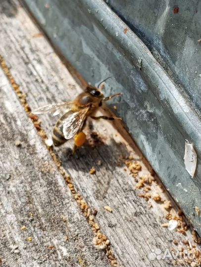 Пчелопакеты Пчёлы