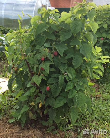 Малина Таруса (малиновое дерево)