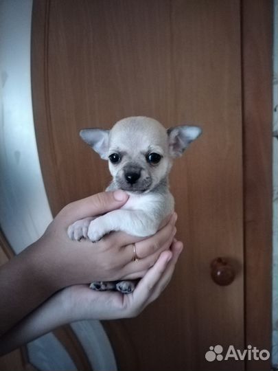 Щенки чихуахуа гладкошерстные