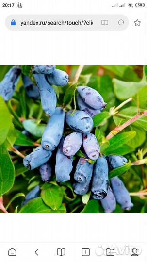 Жимолость съедобная