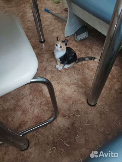 Трехшорстная девочка Фрося