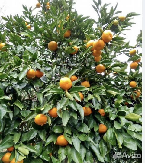 Мандарин (опт)