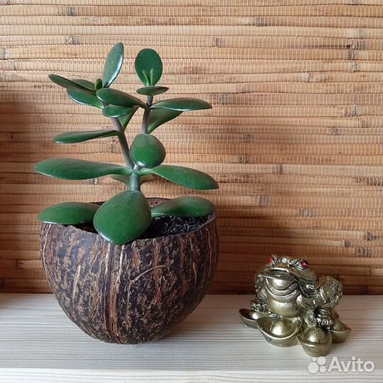 Денежное дерево и жаба