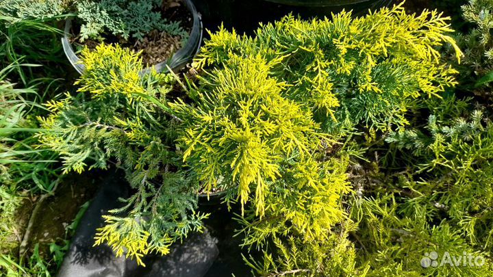 Саженцы горизонтальных можжевельников в горшках